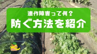 家庭菜園をする時は連作障害に気を付けよう 週末ノマド暮らし