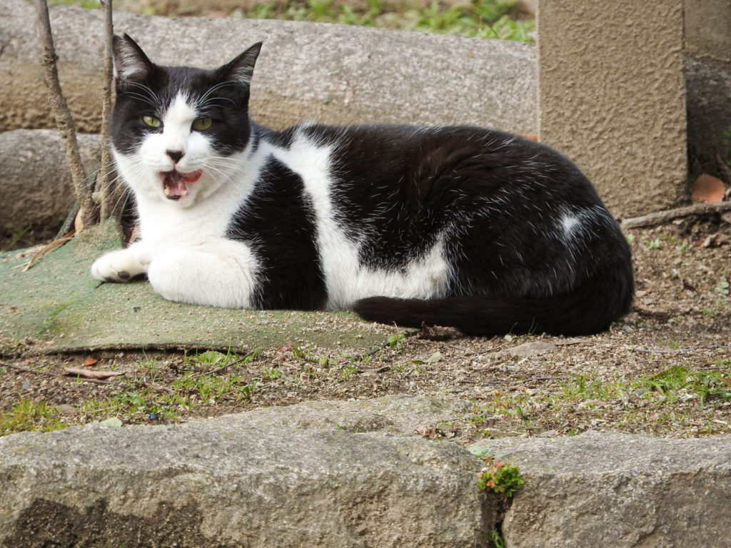 ネコを畑に近づけない方法